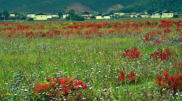 9月 香格里拉的狼毒花