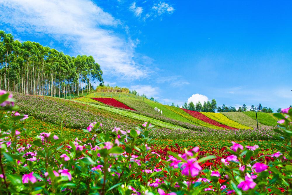 在漳州,有一片倾国倾城的花海,叫玛琪雅朵花海