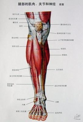 想拥有美腿可以用一些简单的方法锻炼大腿内侧肌肉