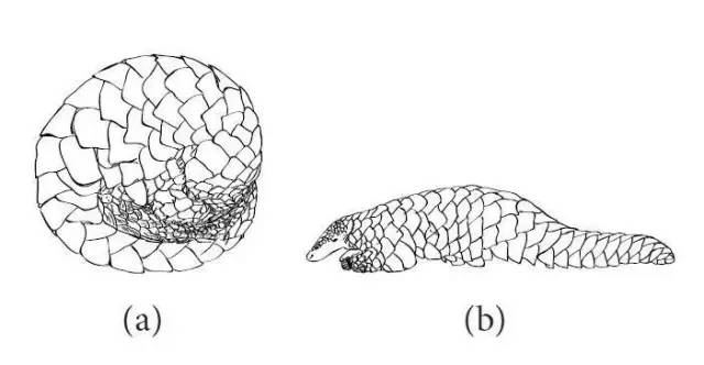 热点丨被谣言"猎杀"的穿山甲 真面目其实是