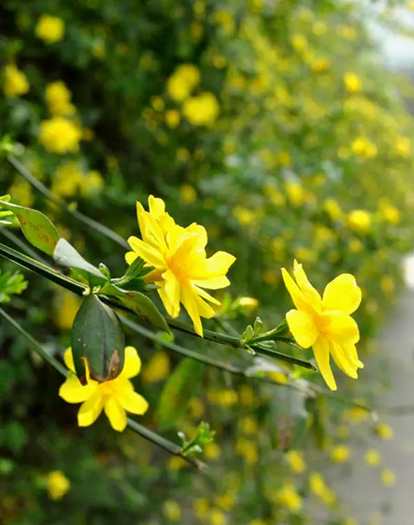 简谱迎春花_儿歌迎春花简谱(3)