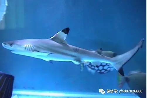 【鱼类新闻】深圳海洋馆疑案:鲨鱼池中800条观赏鱼离奇失踪