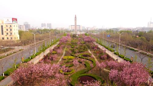 不出鹤壁就能欣赏到最美的"樱花大道"