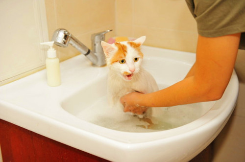 猫咪为什么会有跳蚤?有跳蚤的猫咪多久洗澡一