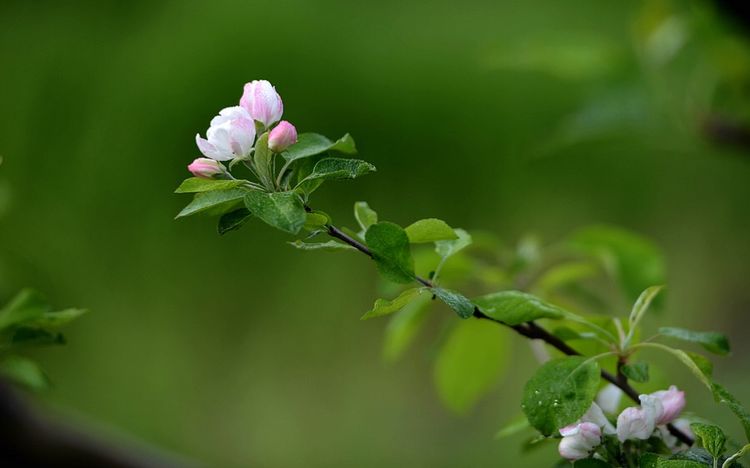 你是我小苹果简谱_你是我的小呀小苹果(3)