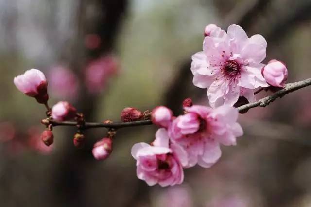 幼儿小班识字教案_幼儿教案模板范文图片_教案模板范文幼儿园小班识字阅读