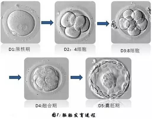 各位有移植囊胚成功的经验吗?有经验的朋友,请分享一下成功经验?