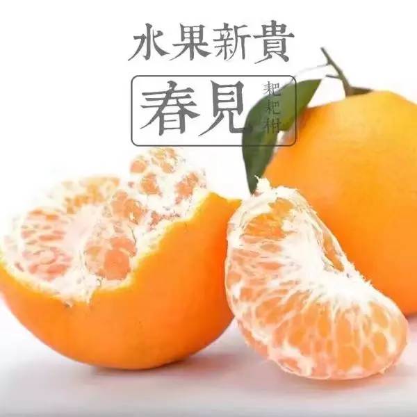 春见—粑粑柑 | 自然的香~纯粹的甜 ,首批放价 整箱 仅需99元