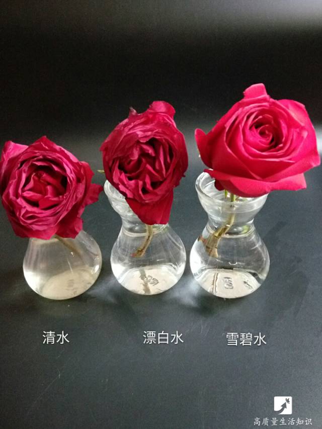 玫瑰花枯萎了怎么办