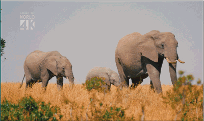 澎湃的生命奇观-非洲动物大迁徙