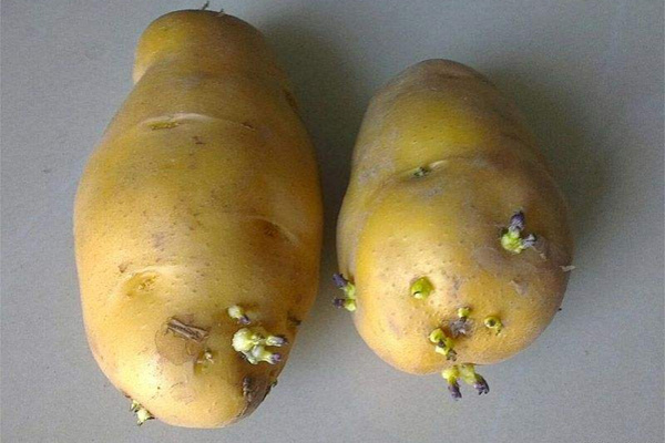 发芽的绿土豆