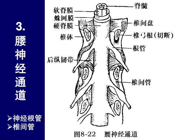 脊柱腰段解剖详解上