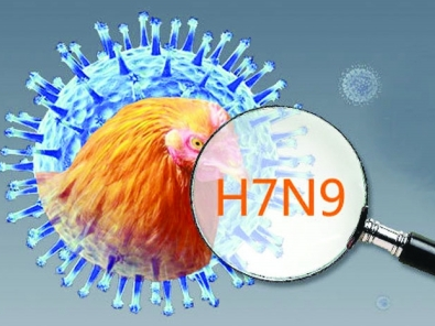 韩国当局一个养鸭场爆发高传染性的H5N6禽流感