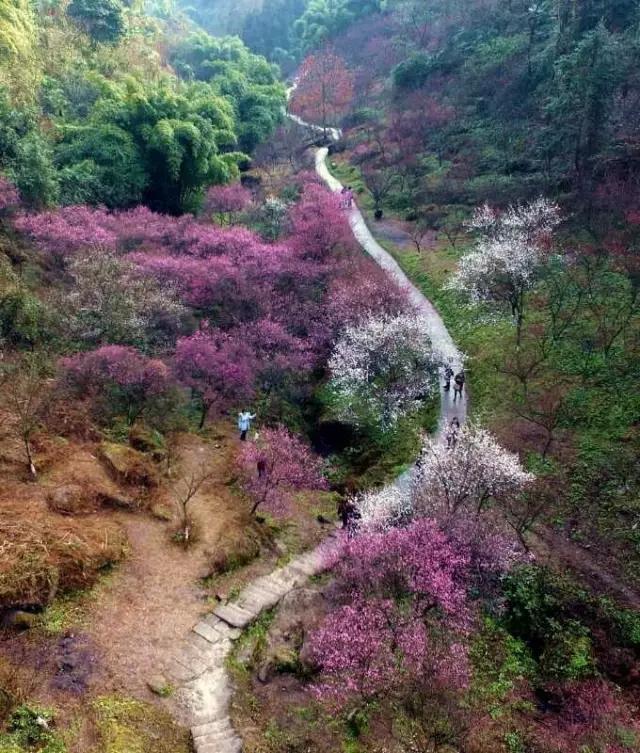 丹景山 路线:成都—成彭高速—繁江路—彭州市丹景山镇(古九