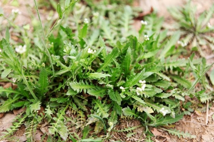 菜中甘草荠菜的野正气