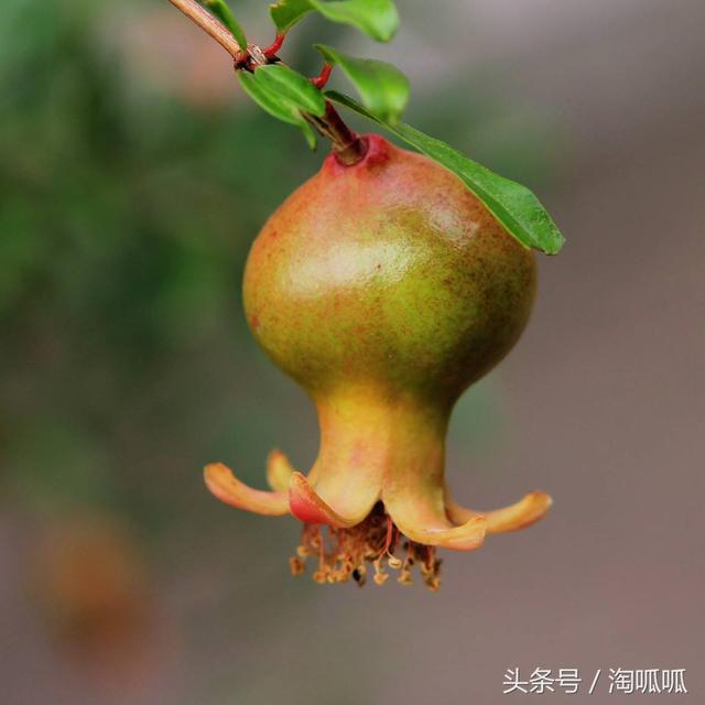 淘呱呱小小石榴树装满浓浓爱的果实