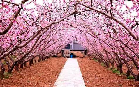 虽然目前桃花节的举办时间还没有最终确定,但是想想以往每一年的桃花