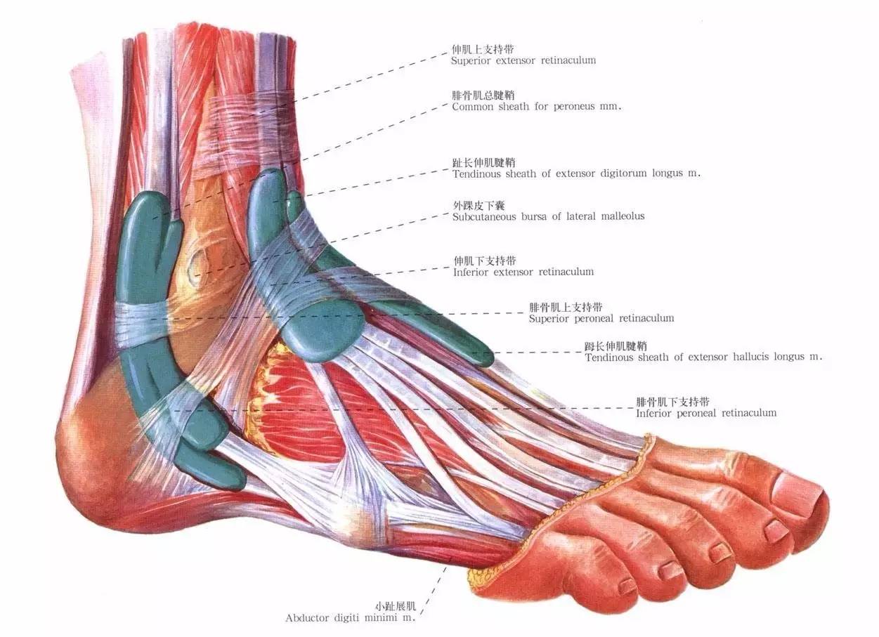 脚的肌肉与结构绘画-普画网
