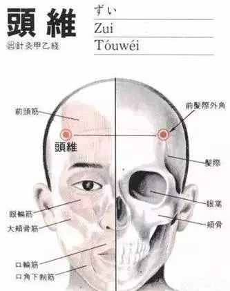 本文图解头维穴位位置图和具体按摩手法. 【头维穴位位置图】