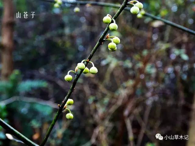 litsea cubeba 樟科 lauraceae 木姜子属 别名山苍树,木姜子,毕澄