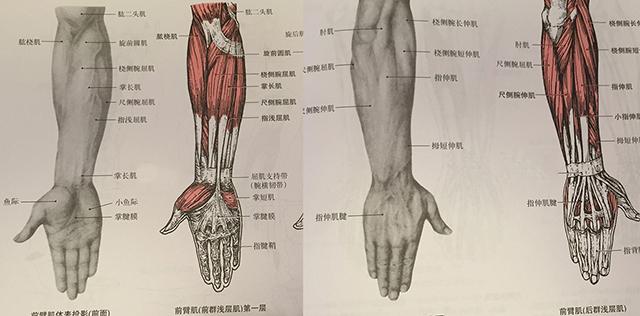 由握拳变为五指主要是由前臂伸肌群控制