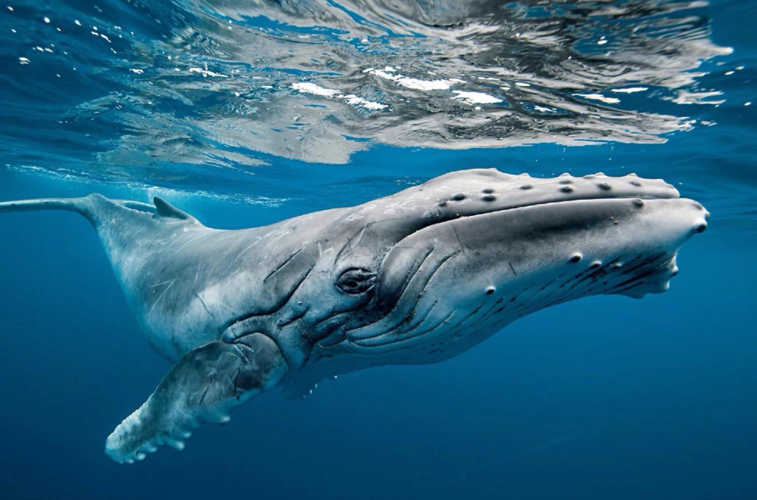 汤加——瓦瓦乌群岛的海岸附近,一条刚出世不久的座头鲸在平静海面下
