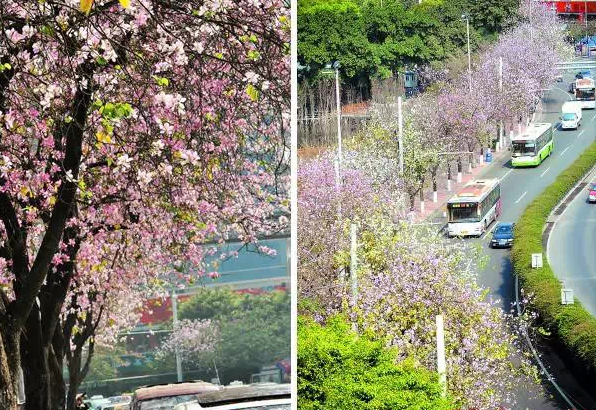 再过半个月，广州将成为全国最美的城市！