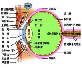 迎风流泪到底为哪般?原来是沙眼搞得鬼!