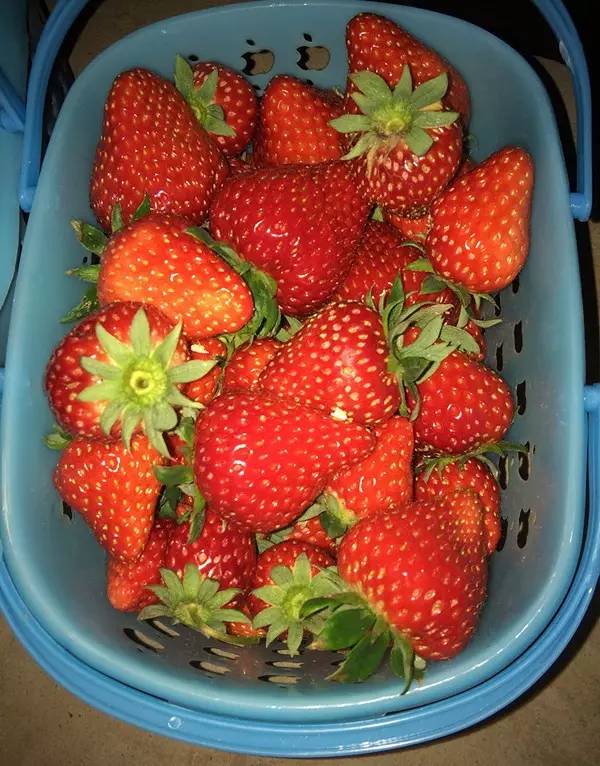 草莓熟透了! 重庆最全摘草莓地图在此,周末还不