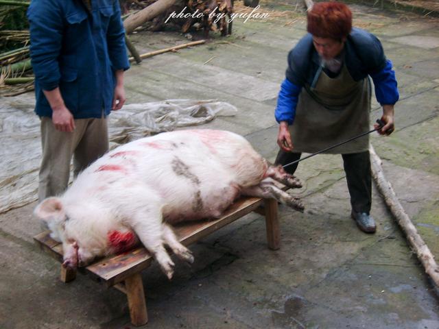 下面一组杀猪的照片正是前几年,渝帆回到重庆,在乡下拍摄的,那时候