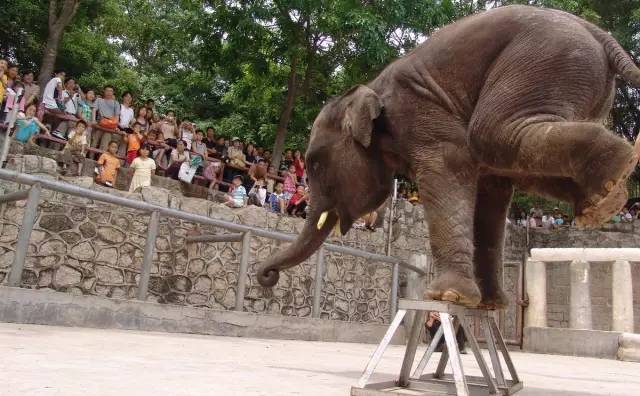 为什么去泰国不骑大象