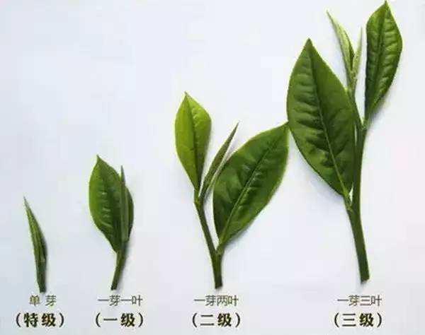 "当别的花草树木还未完全从冬天的休眠中苏醒过来时,茶树早已长出嫩芽