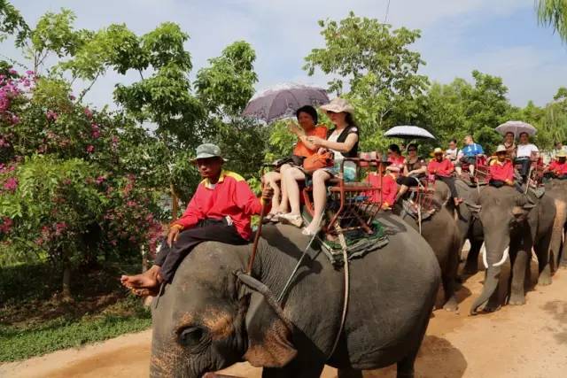 为什么去泰国不骑大象