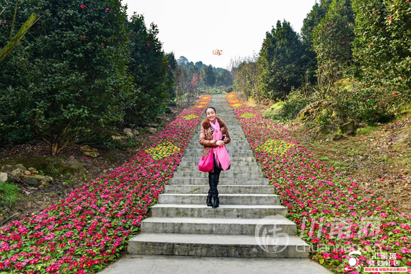 镜头珙县龙茶花海世界最大茶花主题公园