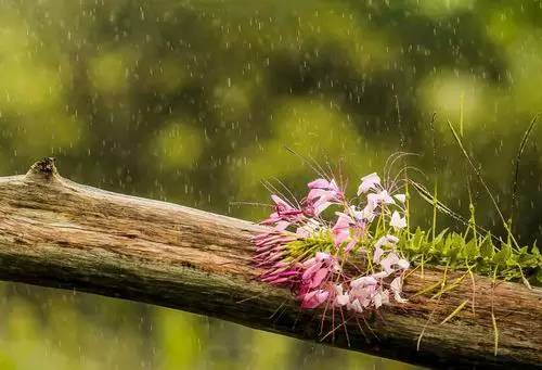 好雨知时节当春乃发生