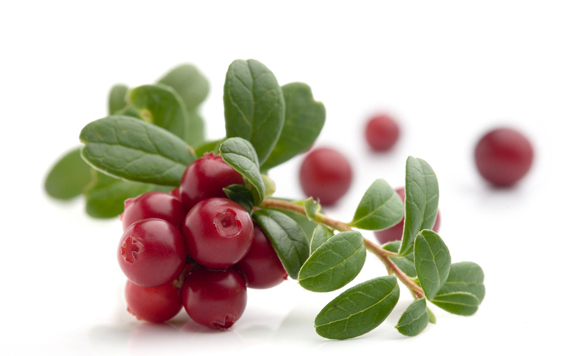 蔓越莓(cranberry)又称蔓越橘,小红莓,果实成红色,像樱桃那样.