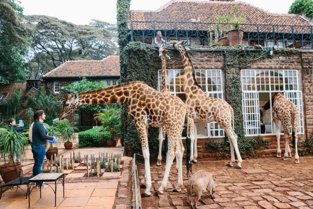 长颈鹿庄园 giraffe manor