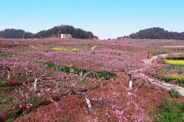 地点: 古楼镇 (1)盛世桃花  2017年西充县第五届桃花节开幕