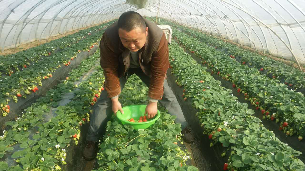中牟县姚家乡罗宋村的绿色草莓香甜味美 十元