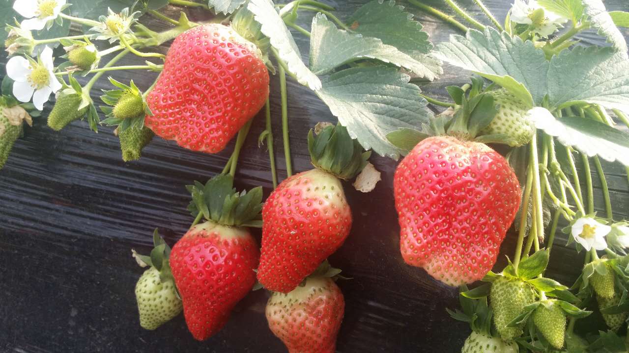 中牟县姚家乡罗宋村的绿色草莓香甜味美 十元