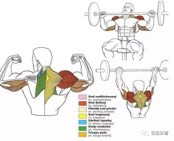 【体育健身】别再瞎练了,这55张图告诉你每个部位怎么