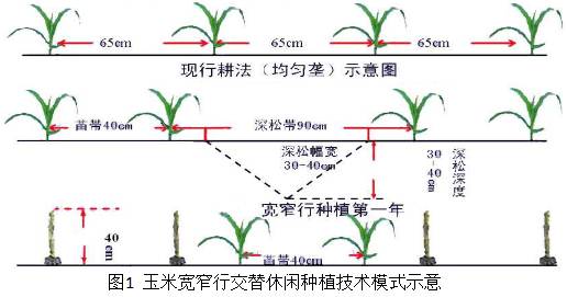 玉米宽窄行交替种植技术增产增效!想高产看这里