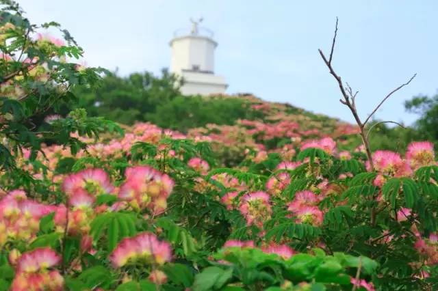 荣成港西镇的 向日葵花海