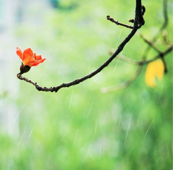 雨水 春雨渐至,静待花开【图】