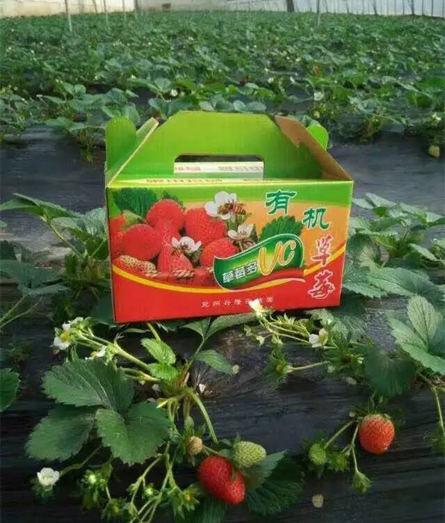 又是一年草莓季，济宁最全草莓采摘攻略送给你！附详细路线、电话...