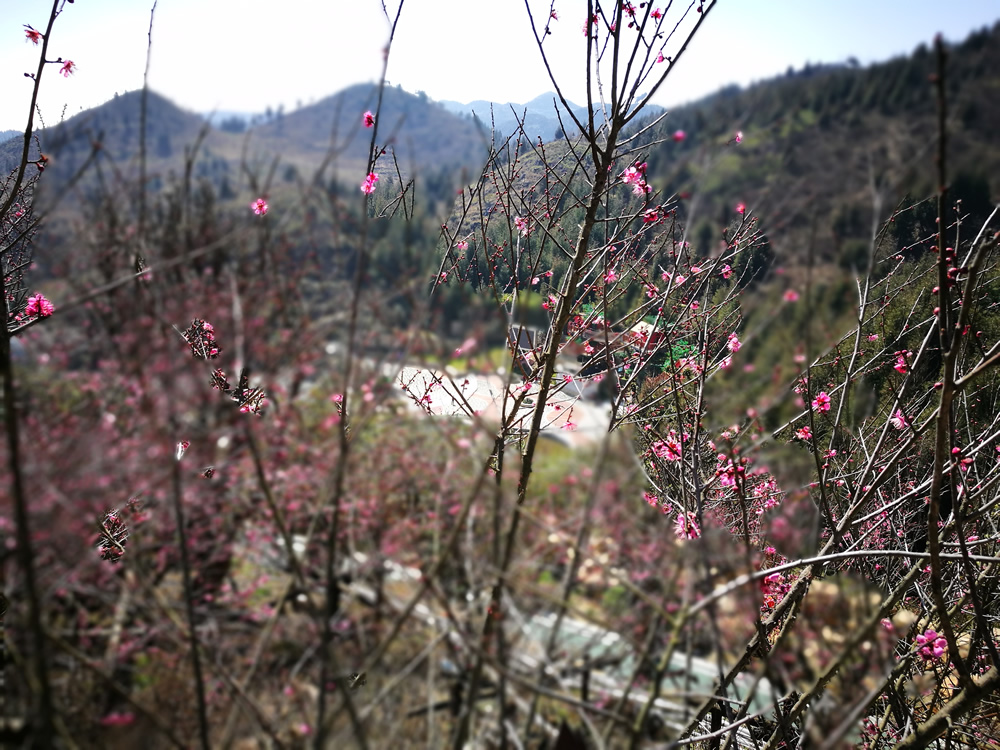 初春的六盘水梅花山别样精致