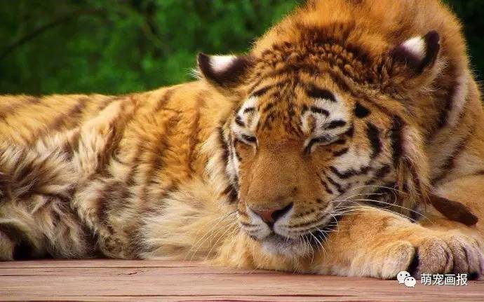 打瞌睡的老虎,大王依旧那么帅