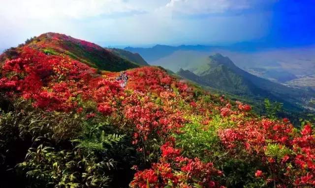 龙泉山杜鹃花