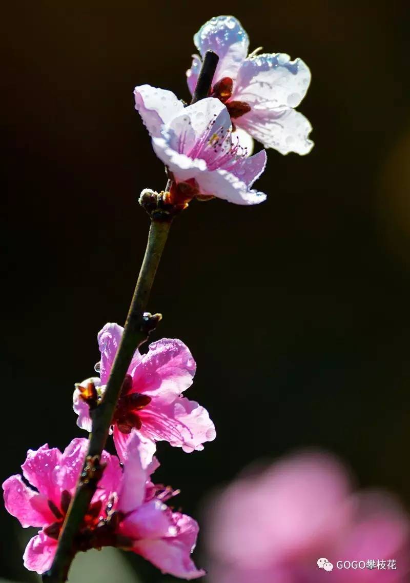 务本的桃花,樱桃花已经开了~!