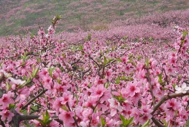 贵州这9大桃花美景,满足你"三生三世十里桃花"的心!